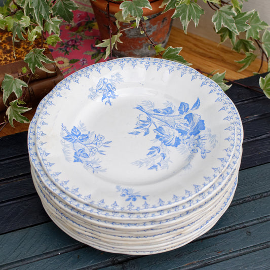 1880s/1900s ~ "FLORE" Sarreguemines U&C ~ French Antique Ironstone Light Blue Transferware Plate ~ Terre de Fer